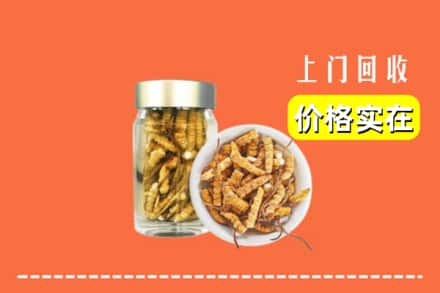 张家口崇礼区回收散虫草
