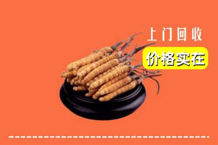 张家口崇礼区回收冬虫夏草